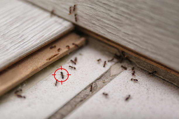 Best Wasp Removal Services  in Gresham, OR