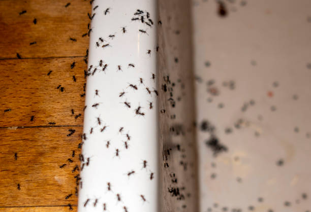 Best Pest Removal Services  in Gresham, OR